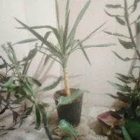 گل و گیاه|گل و گیاه طبیعی|اصفهان, قائمیه|دیوار