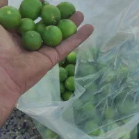 لیمو تازه تازه