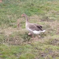 غاز دورگ درشت سالم