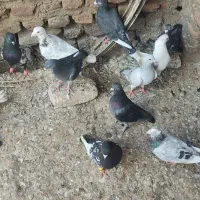 گفتر|پرنده|نگین شهر, |دیوار