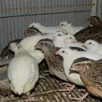 بلدرچین
