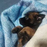 سگ مالینویز|سگ|کرمان, |دیوار