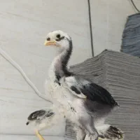 جوجه لاری|حیوانات مزرعه|تهران, جوادیه|دیوار