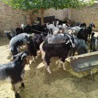 ۳۰ راس کهره نر