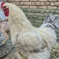 مرغ و خروس لاری و برهما لایت