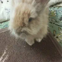 خرگوش لپ دار آرام خانگی|موش و خرگوش|آمل, |دیوار