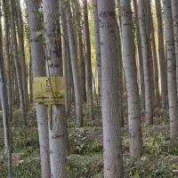 نهال صنوبر نیگرا ترکیه برا شهر مازندران|حراج|چمستان, |دیوار