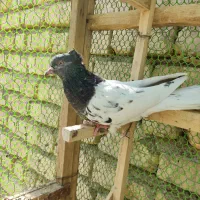 کبوتر کله سبز|پرنده|شیراز, تل حسین‌آباد|دیوار