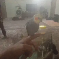 پنج تا عروس سرحال