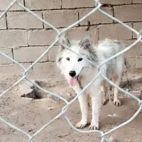 سگ هاسکی|سگ|شوشتر, |دیوار