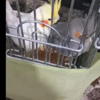 جفت رام رام