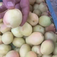 تولید نهال زردآلو تخم مرغی سلطنتی