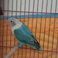 طوطی برزیلی|پرنده|رشت, آزادگان|دیوار