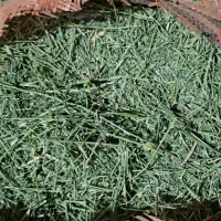 یونجه خورد شده