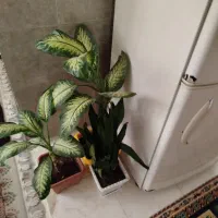 گل عمده|گل و گیاه طبیعی|قصرشیرین, |دیوار