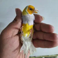 فنچ گلدین و کینگ و کوتوله مولد و سرلاکی و قناری|پرنده|اصفهان, دوطفلان|دیوار