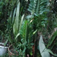 گل افوربیای سبز|گل و گیاه طبیعی|تالش, طولارود|دیوار