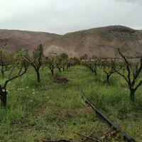 اکیپ هرس کاری ارومیه