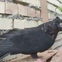 صرب ماده تسوو