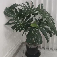 گل بزرگ برگ انجیری