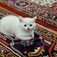 فروش بریتیش های دوماهه|گربه|تهران, منیریه|دیوار