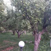 باغ سیب قابل معاوضه با خودرو یا ملک