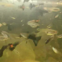 ماهی گوپی نژاد خوب|ماهی|کرمانشاه, |دیوار