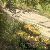 ۱۸۰۰متر باغ آلودر حیدره قاضی خان معاوضه با خودرو