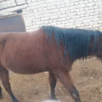 اسب گلگی آبستن فروشی|اسب و تجهیزات اسب‌سواری|مشهد, شهرک بهارستان|دیوار