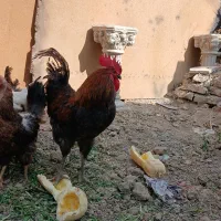 خروس محلی