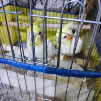 دو عدد عروس هلندی بالغ همرا با جوجه