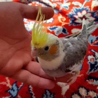 جوجه عروس هلندی