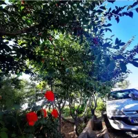 باغ یا ویلا