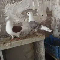 معاوضه با نامه بر