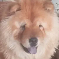 سگ فروشی قیمت 15ساعت پنج ونیم به بعد در خدمتم|سگ|شهریار, شهریار|دیوار