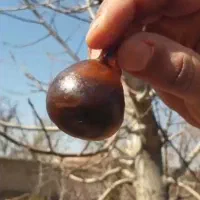 سنگ فقط خریدار واقعی
