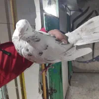 کفتر کهنه|پرنده|شهریار, کهنز|دیوار