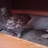 کفتر|پرنده|همدان, |دیوار