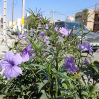 علف زنی ، سم پاشی ، برش درخت،پاکنی ،کود دهی