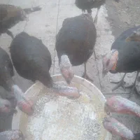 بوقلمون نر و ماده