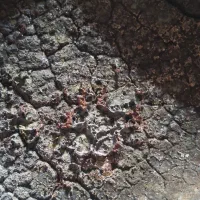 قالکاری طلا ونقره وکنسانتره طلا