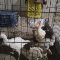 4عدد جوجه لاری خروس
