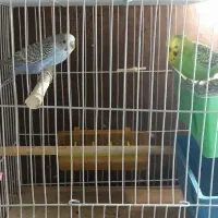 دو عدد عروس هلندی و مرغ عشق