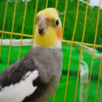 پرنده گمشده