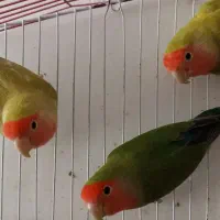 یک جفت پرنده مولد با دو عدد کوتوله