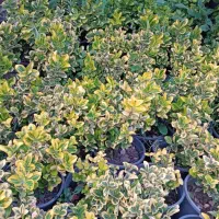 فروش پالم ویاس|گل و گیاه طبیعی|کلاچای, |دیوار