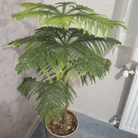 دو عدد گل و گلدان