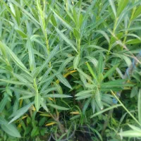 پاپیتال پاکتی ، خرزهره سطل سه و نیم