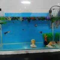 آکواریوم ماهی گوپی