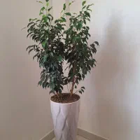گل بنجامین بلک